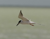 Forsters Tern (Sterna forsteri) - krrtrna