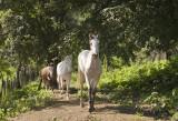 3 Horses in Step