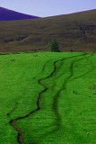 Sheep Tracks on the Fungle path -nr Finzean