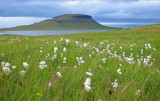  Bog cotton Kirkjufell Iceland