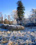 Glen Tanar