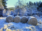 On a cold and frosty morning - Glen Tanar