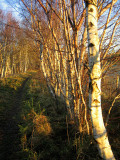 Silver Birch along old Deeside Railway