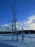 Iam Still Standing  - nr Aboyne