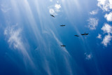 Gannets Overhead!