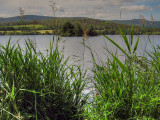 Crannog Through The Reeds  - 7 months on...