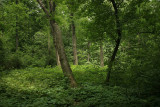 Arboretum: University of Wisconsin Madison