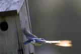 Barn Swallow In Flight