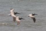 Pelican Trio