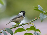 Coal Tit -Sortmejse - Parus ater