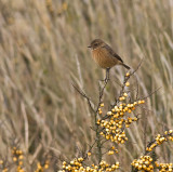 Stonechat  female- Sortstrubet Bynkefugl - Saxicola torquata