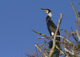 Cormorant - Mellemskarv - Phalacrocorax  carbo sinensis