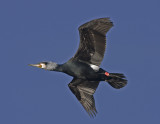  Cormorant - Mellemskarv - Phalacrocorax  carbo sinensis