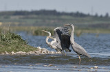 Grey Heron - Fiskehejre - Ardea cinerea