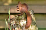 Red Squirrel juv- Egern  - Sciurus vulgaris