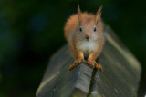 Red Squirrel juv- Egern  - Sciurus vulgaris