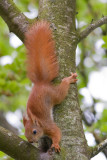 Red Squirrel juv- Egern  - Sciurus vulgaris