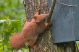 Red Squirrel juv- Egern  - Sciurus vulgaris