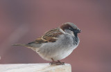 House Sparrow male - Grspurv han - Passer domesticus