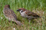 Tree Sparrow - Skovspurv - Passer montanus