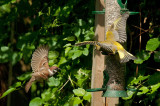 Greenfinch and Tree Sparrow at the bird table