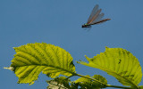 Blvinget Pragtvandnymfe hun -Calopteryx virgo