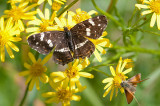 Map Butterfly - Araschina levana - Nldesommerfugl 2. generation