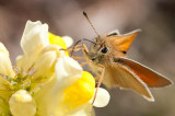 Essex Skipper - Stregbredpande - Thymelicus lineola