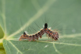 Psi-ugle - Acronicta psi