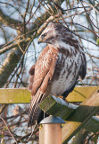 Buzzard - Musvge - Buteo buteo