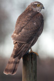 Sparrowhawk - Spurvehg juv - Accipiter nisus