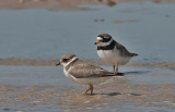 Ringed Plover ad and juv - Stor Præstekrave - Charadrius hiaticula