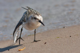 Sanderling juv - Sandløber - Calidris alba