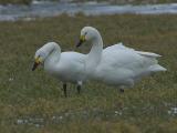 Bewicks Swan - Pibesvane - Cygnus columbianus