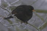 Blackbird - Solsort - Turdus merula