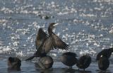 Cormorant - Skarv - Phalacrocorax carbo