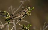 Anacridium aegyptium - Egyptian Grasshopper.