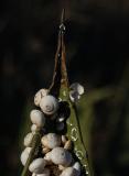 Snails on Agave-leaf