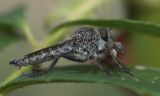 Empis tesselata - Danseflue