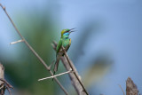 Little green bee-eater - Lille Grn Bider - Merops orientales