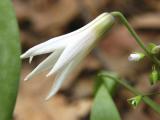 trout lily