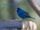 indigo bunting