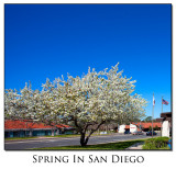 Spring comes to San Diego