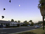 The Crows