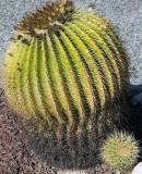 Barrel Cactus - Limited Crop