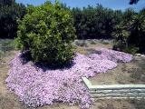 Backyard Iceplant