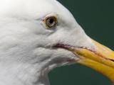 Sea Gull