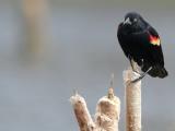 Redwinged Blackbird IV