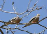 Mating Doves