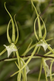 Brassia Verrucosa